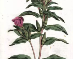 走进《Curtis’s Botanical Magazine》，领略博物绘画的独特魅力