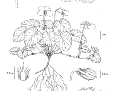 植物+绘画=余天一的植物科学画世界